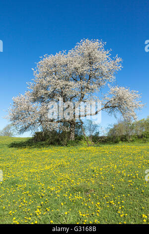 La floraison du cerisier ancien sur une prairie en fleurs Banque D'Images