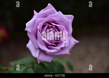 De plus en plus rose bleue dans un récipient en terre cuite à l'extérieur dans un jardin Banque D'Images