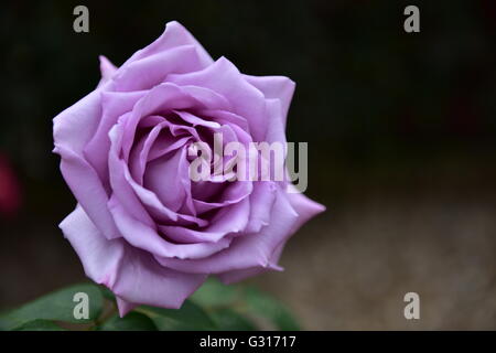 De plus en plus rose bleue dans un récipient en terre cuite à l'extérieur dans un jardin Banque D'Images