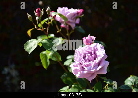 De plus en plus rose bleue dans un récipient en terre cuite à l'extérieur dans un jardin Banque D'Images