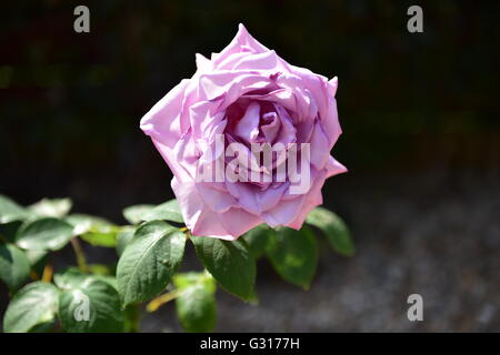 De plus en plus rose bleue dans un récipient en terre cuite à l'extérieur dans un jardin Banque D'Images