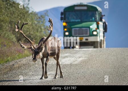 Un Caribou de l'Amérique du Nord, marche le mont Eielson Loop Road en face de la navette dans le parc national Denali en Alaska Banque D'Images