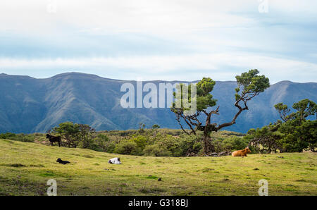 Vaches dans les collines du parc national de la forêt de fanal à l'île de Madère. Banque D'Images