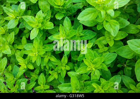 [Origan Origanum vulgare] Banque D'Images