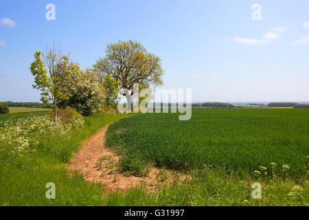 Entrée en frêne feuille dans une haie mixte par un champ de blé vert sur le haut english channel sous un ciel d'été bleu. Banque D'Images