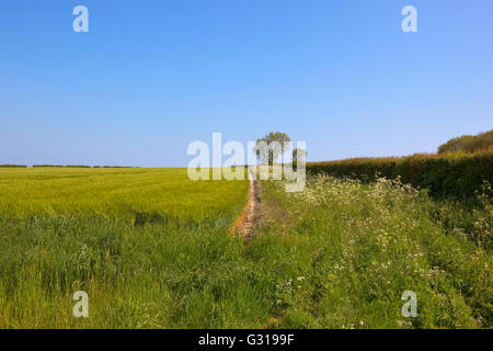 Un champ d'orge verte par une haie d'aubépine avec bande de conservation de fleurs sous un ciel d'été bleu clair. Banque D'Images