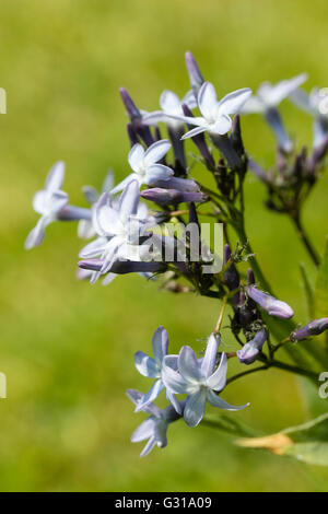 Teinté bleu fleurs de la plante herbacée vivace rustique, Amsonia tabernaemontana var. salicifolia Banque D'Images