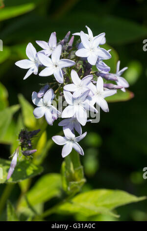 Teinté bleu fleurs de la plante herbacée vivace rustique, Amsonia tabernaemontana var. salicifolia Banque D'Images