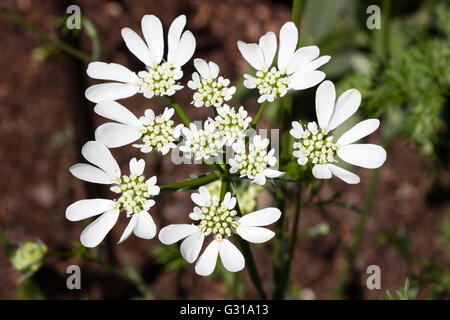 Fleur blanche spectaculaire chef de la vivace umbellifer, Orlaya grandiflora Banque D'Images