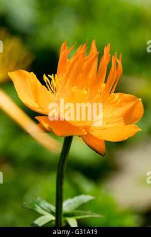 Seule fleur de l'amour de l'humidité, Hardy, Trollius chinensis Fleurs globe 'Golden Queen' Banque D'Images