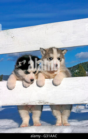 Deux chiots Husky Sibérien Standing together at white fence Banque D'Images