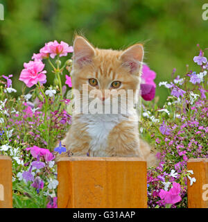 Ginger Kitten tabby assis dans panier de fleurs Banque D'Images