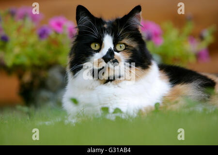 Calico Cat, femme assis dans la cour, portrait Banque D'Images