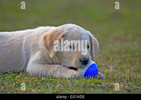 Yellow Labrador Retriever puppy playing with ball Banque D'Images