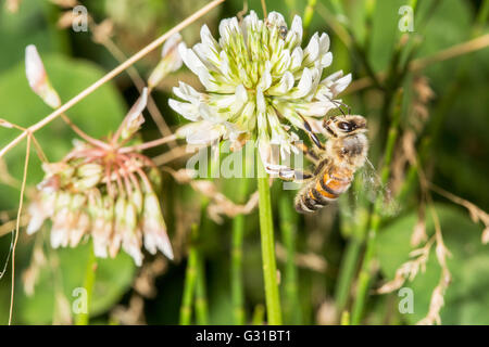 L'abeille européenne, Apis mellifera, la collecte de pollen d'une fleur de trèfle Banque D'Images