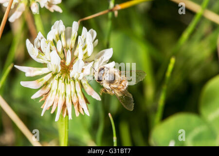 L'abeille européenne, Apis mellifera, la collecte du pollen d'une fleur de trèfle Banque D'Images