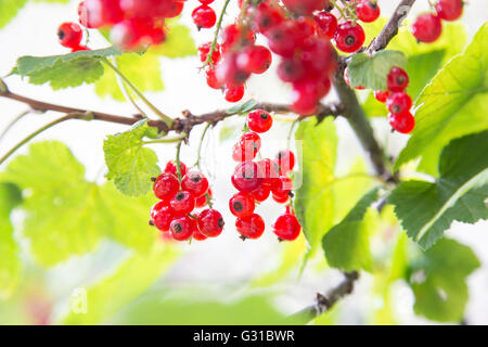 Close-up of delicious fruits Groseille Mûre on tree branch Banque D'Images