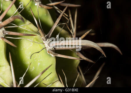 Macro-vision des longs épis d'un Ferocactus townsendianus plante succulente, un cactus en forme de tonneau Banque D'Images