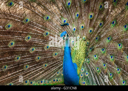 Portrait de plumes de paon avec Banque D'Images