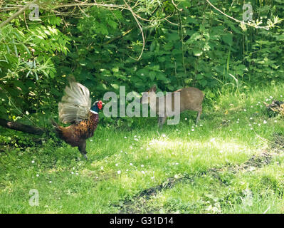 Le Faisan mâle affichage vers un bébé à woodland Glade Muntjac Oxfordshire Banque D'Images