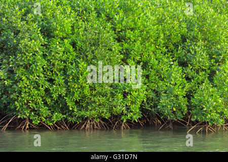 Les mangroves le long de la mer Banque D'Images