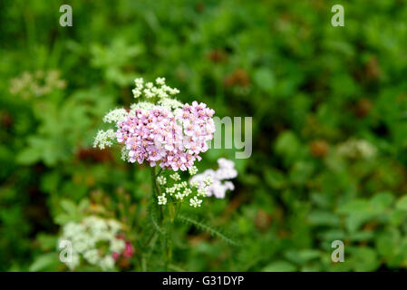 L'Achillea millefolium rose fleur sur fond vert. Selective focus Banque D'Images