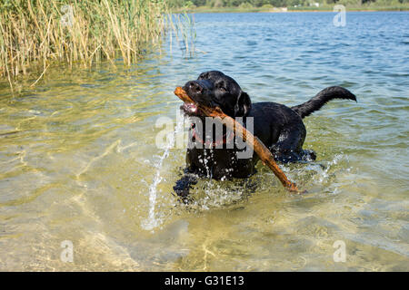 Marienwerder, Allemagne, Labrador récupère stick d'un lac Banque D'Images