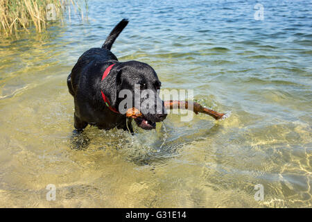 Marienwerder, Allemagne, Labrador récupère stick d'un lac Banque D'Images