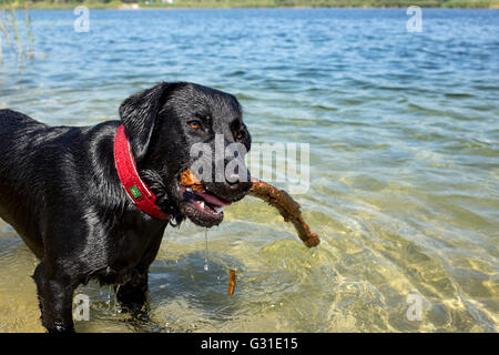 Marienwerder, Allemagne, Labrador récupère stick d'un lac Banque D'Images