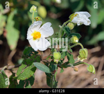 Ciste à feuilles de sauge - cistus salvifolius Arbuste méditerranéen de Chypre Banque D'Images