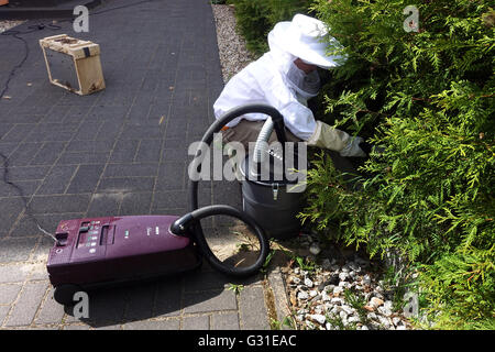 Berlin, Allemagne, jeunes apiculteurs capture d'un essaim d'abeilles avec une maison du meunier de l'abeille Banque D'Images