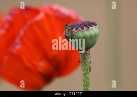 Briescht, l'Allemagne, l'Honeybee reposant sur un mohnbluete flétri Banque D'Images