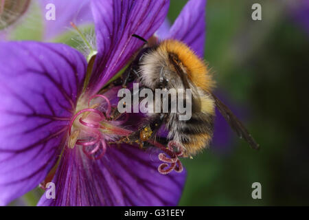 Briescht, l'Allemagne, l'abeille maçonne rouge collecte de nectar de fleur violet Banque D'Images