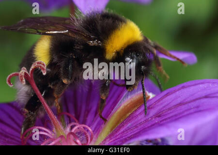 Briescht, Allemagne, bumblebee collecte de nectar de fleur violet Banque D'Images