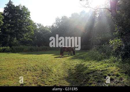 Schwerin, Allemagne, poney broute en lumière rasante dans une clairière Banque D'Images