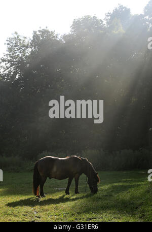 Schwerin, Allemagne, poney broute en lumière rasante dans une clairière Banque D'Images