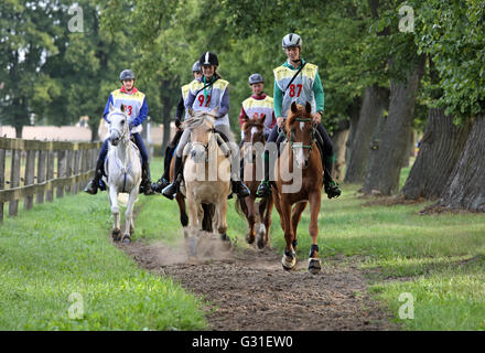 Neustadt (Allemagne), Dosse, cavaliers et chevaux d'endurance sur une ride Banque D'Images