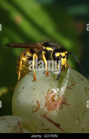 Briescht, Allemagne, wasp tenaille une grappe de raisins Banque D'Images