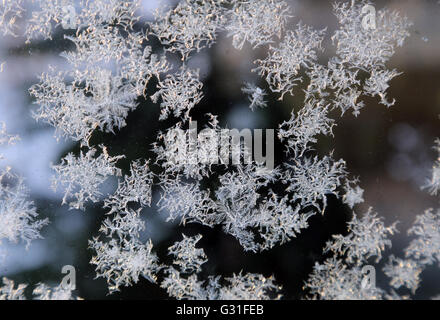 Berlin, Allemagne, fleurs de glace sur une vitre Banque D'Images