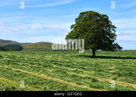 Domaine de l'herbe coupée en andain de séchage et Prêt pour la récolte par l'agriculteur après fanage. Champ dans le Yorkshire avec proéminent arbre et collines en arrière-plan. Banque D'Images