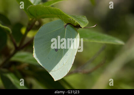 Camouglaged sp. Famille des Pieridae Gonepteryx cleopatra (papillon) accrocher sous une feuille verte. L'île de Lemnos, en Grèce. Banque D'Images