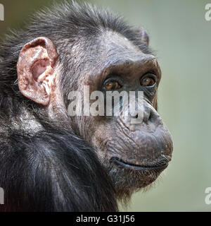 Closeup portrait d'un chimpanzé commun avec le contact avec les yeux Banque D'Images