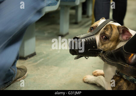 Berlin, Allemagne, bull-terrier américain de mine muselé dans le train régional Banque D'Images