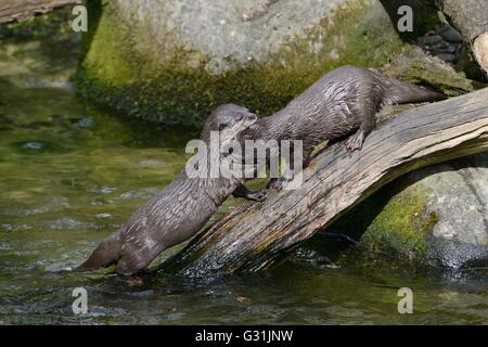 Deux loutres court asiatique (Aonyx cinerea) play-combats, Cornish, Gweek Seal Sanctuary, Cornwall, UK, avril. Banque D'Images