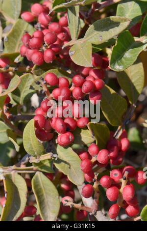 / Lentisc lentisque (Pistacia lentiscus), la source de Gomme résine de mastic, avec le mûrissement des fruits sur une branche, Athènes, Grèce. Banque D'Images