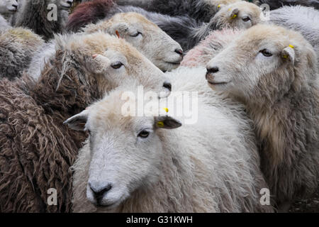 Brebis Herdwick recueillis dans la basse-cour Banque D'Images