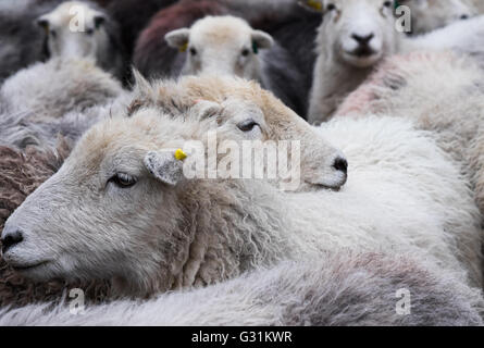 Brebis Herdwick recueillis dans la basse-cour Banque D'Images