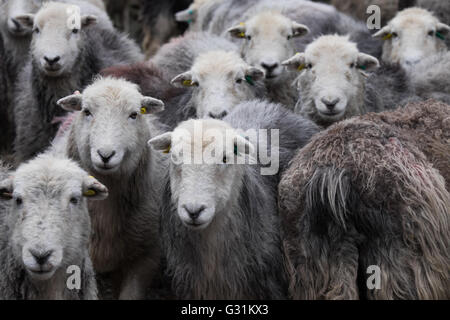 Brebis Herdwick recueillis dans la basse-cour Banque D'Images