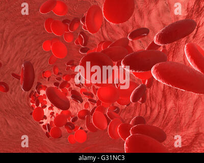 Les érythrocytes globules rouges dans l'intérieur des artères ou des vaisseaux sanguins capillaires. Montrant des cellules endothéliales et le débit sanguin ou stre Banque D'Images