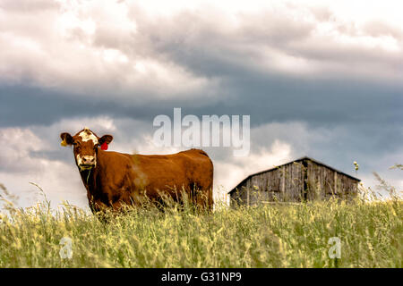 Brown et blanc vache mâtiné debout sur une colline avec une ancienne grange à l'arrière-plan Banque D'Images